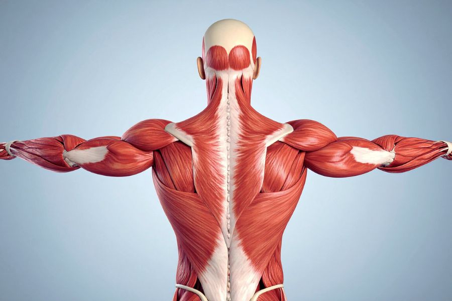 metabolisom efecto epoc